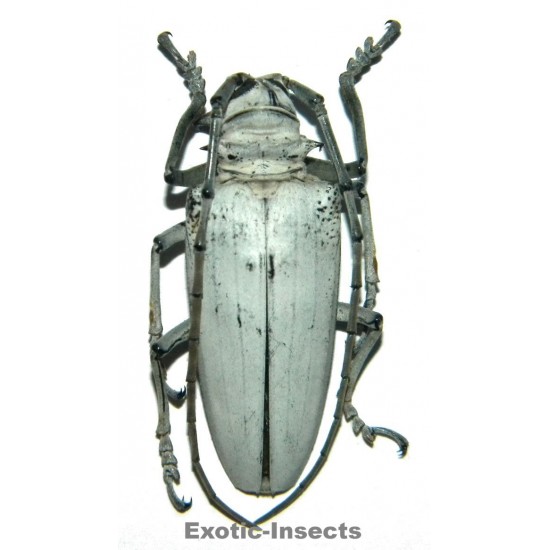 Rosenbergia papuana (58-62mm)