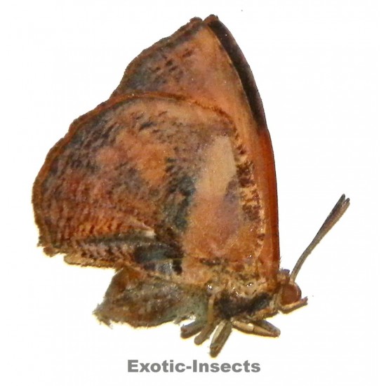 Liphyra brassolis abbreviata