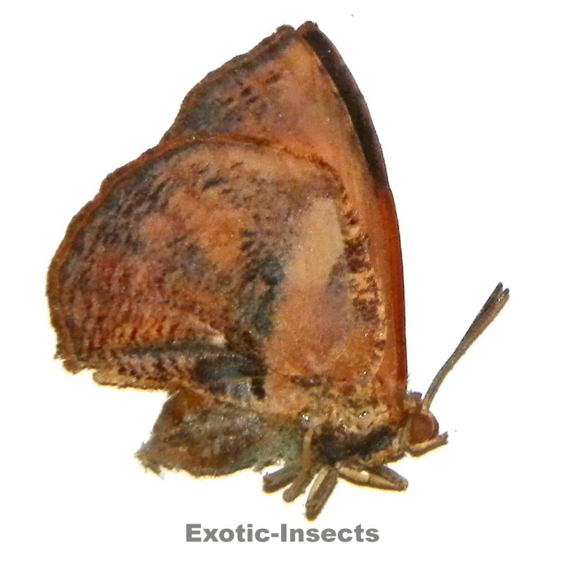 Liphyra brassolis abbreviata