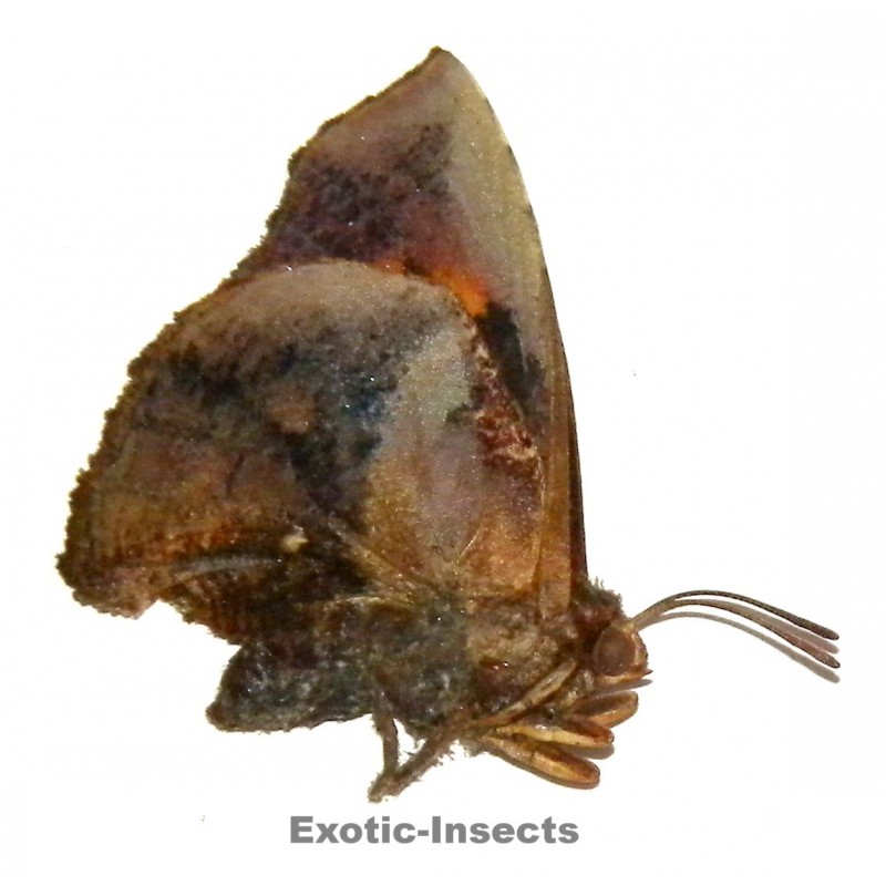 Liphyra brassolis abbreviata