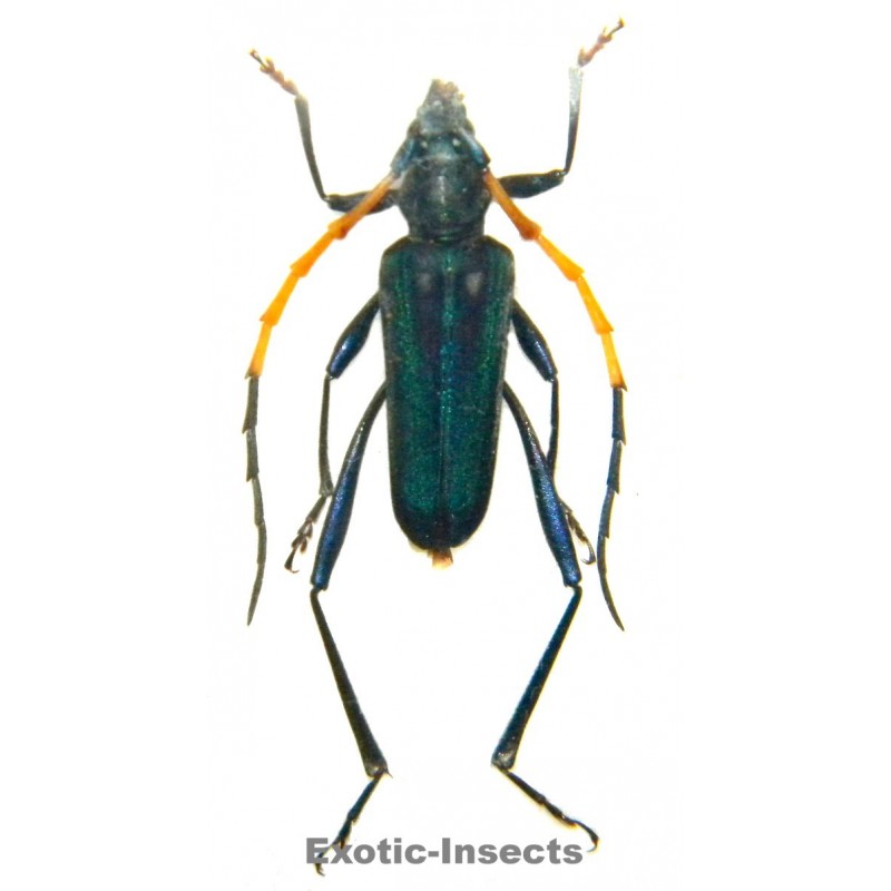 Psephenia moultoni