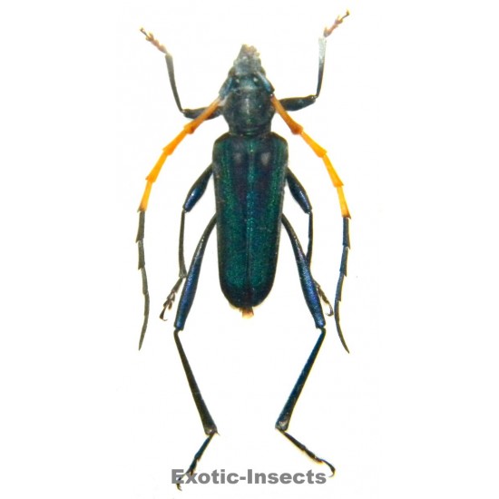 Psephenia moultoni