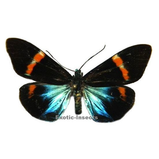 Eucorma intercisa