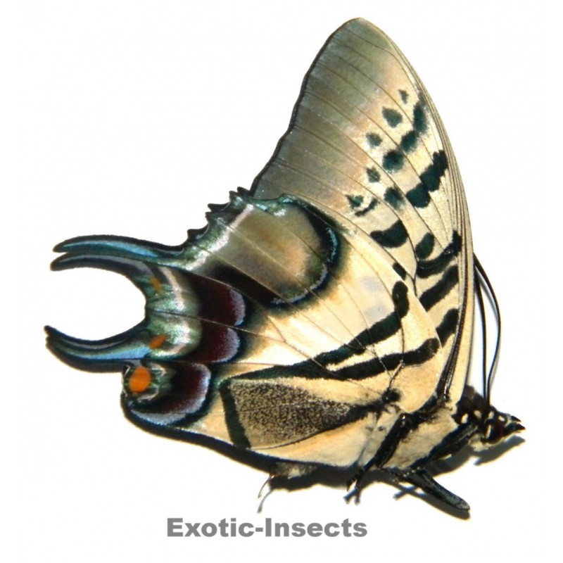 Polyura dehanii dehanii