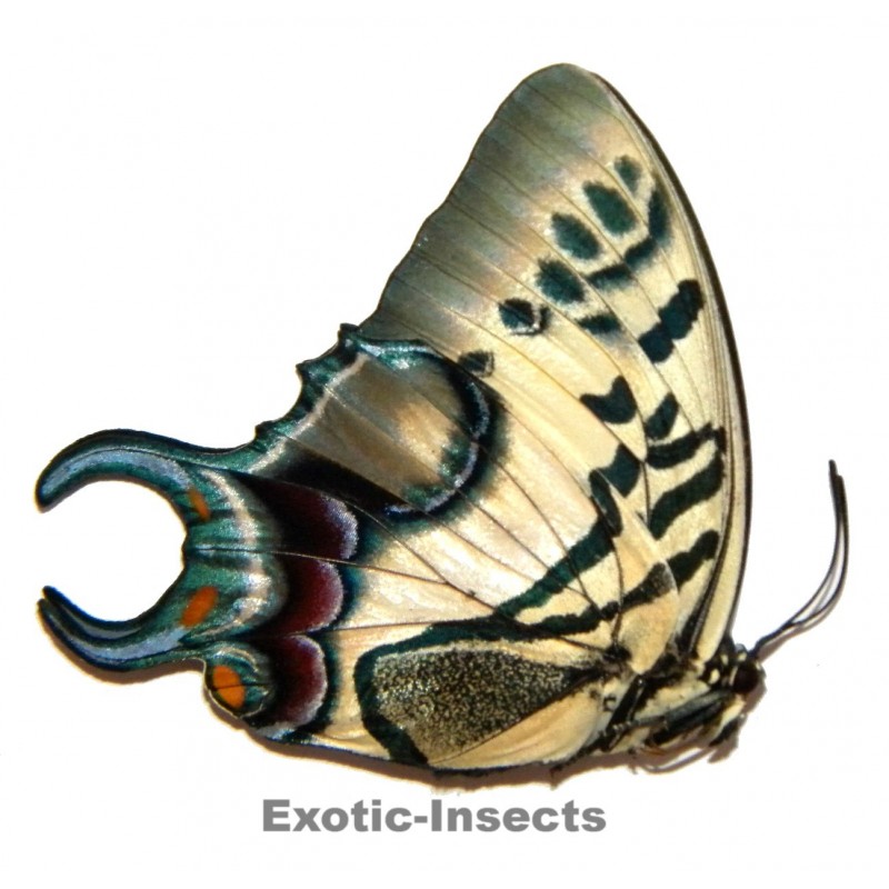 Polyura dehanii dehanii