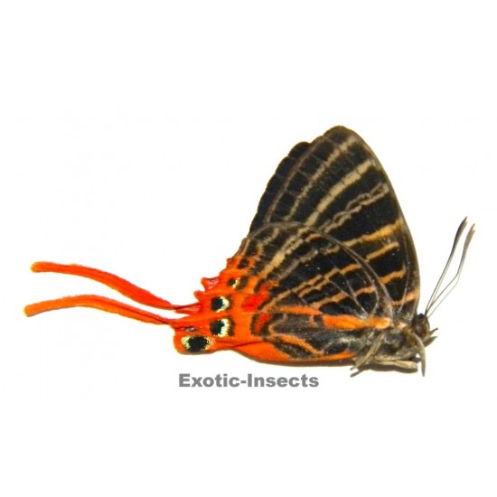 Bindahara meeki moluccana