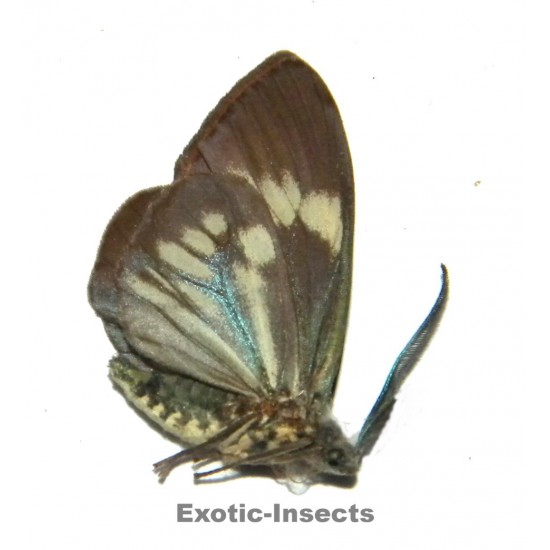 Cyclosia macularis metachloros