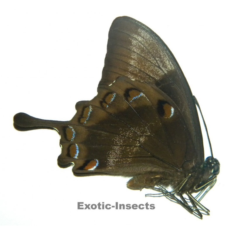 Papilio ulysses denticula