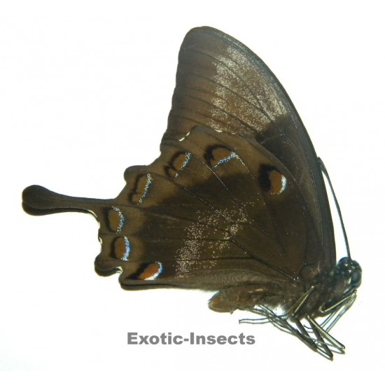 Papilio ulysses denticula