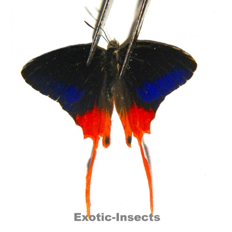 Bindahara meeki moluccana