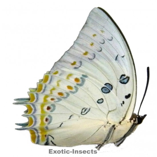Polyura delphis concha