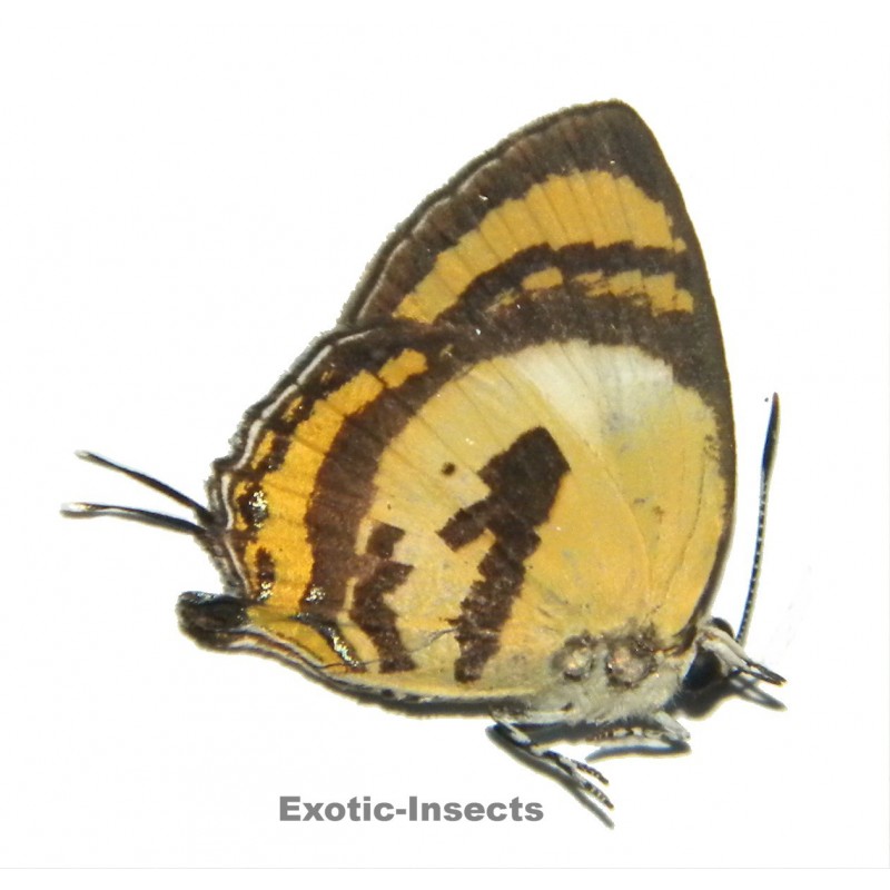 Deudorix loxius