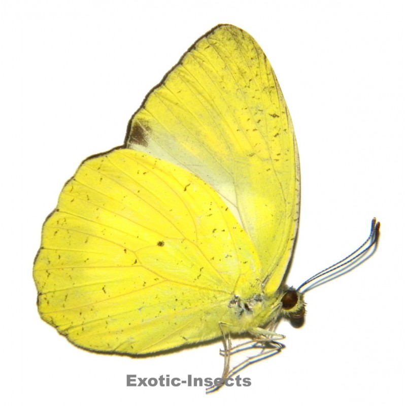 Ixias ludekingi ludekingi