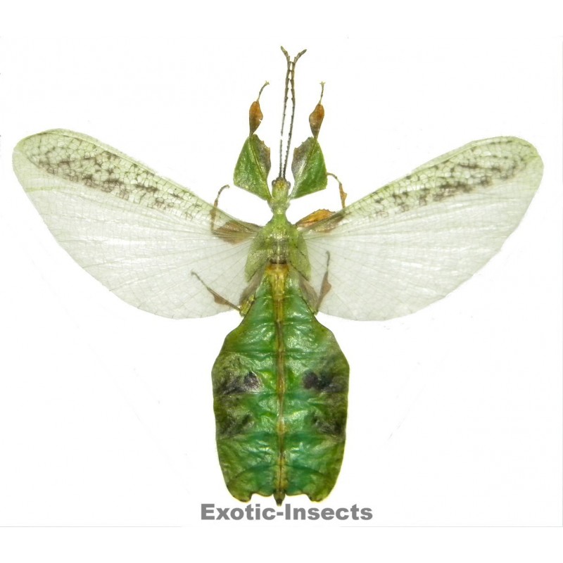 Pulchriphyllium bhaskarai  OPEN WINGS