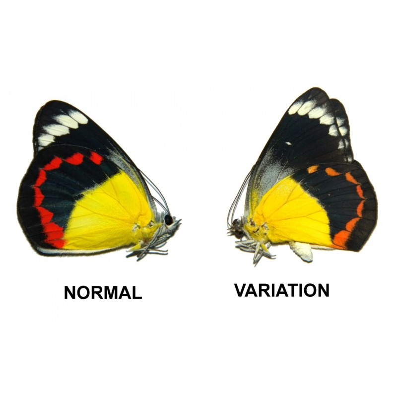 Delias timorensis moaensis ABERRATION 03
