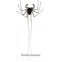 Stygophrynus dammermani SMALL