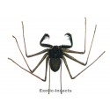 Stygophrynus dammermani  MEDIUM