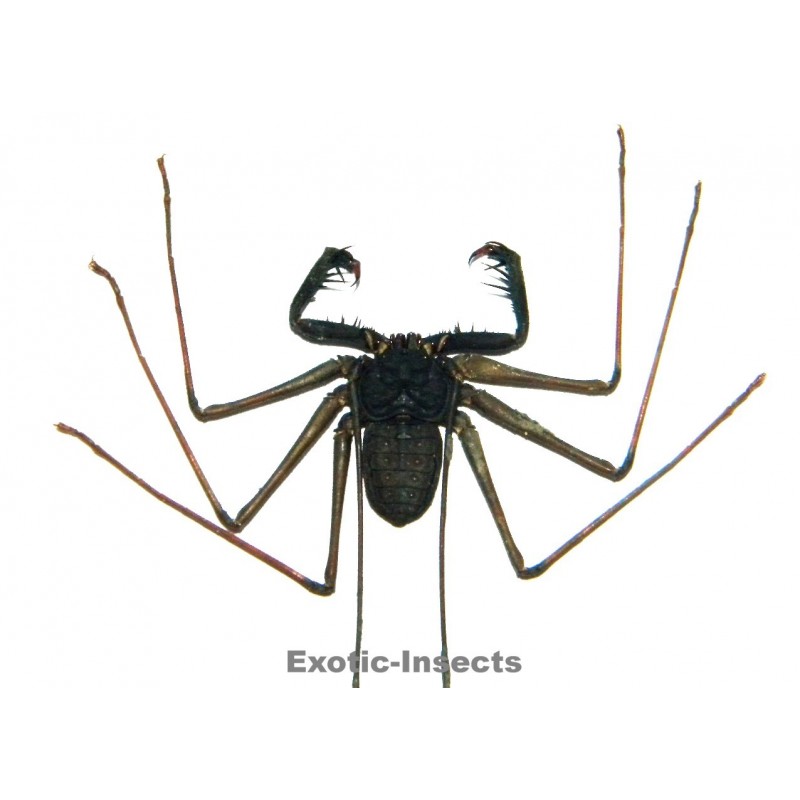 Stygophrynus dammermani  LARGE