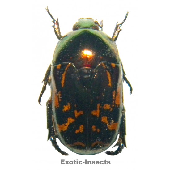 Poecilopharis shoei