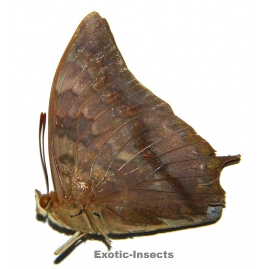 Charaxes marki  SPECIMEN 02