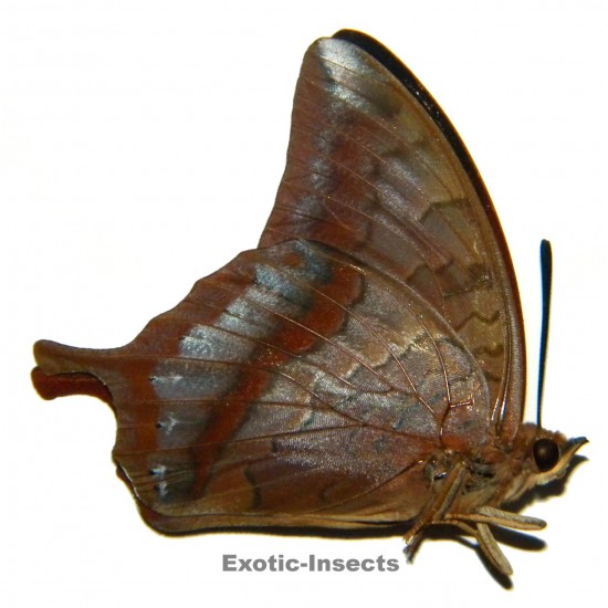 Charaxes elwesi elwesi