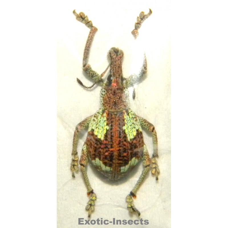 Rhynoscapha sp.08