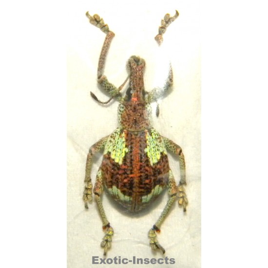 Rhynoscapha sp.08
