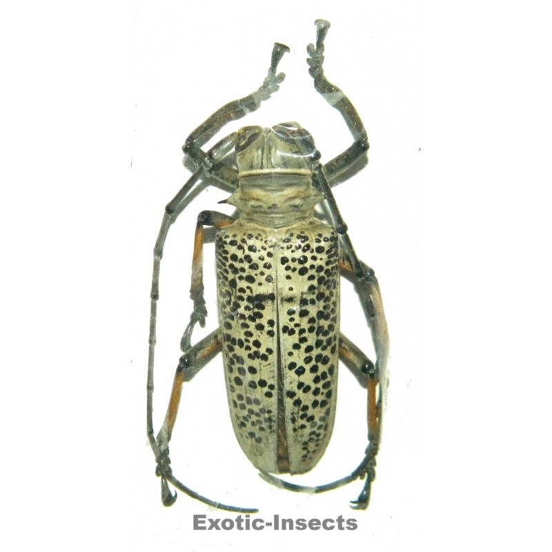 Exotic-Insects