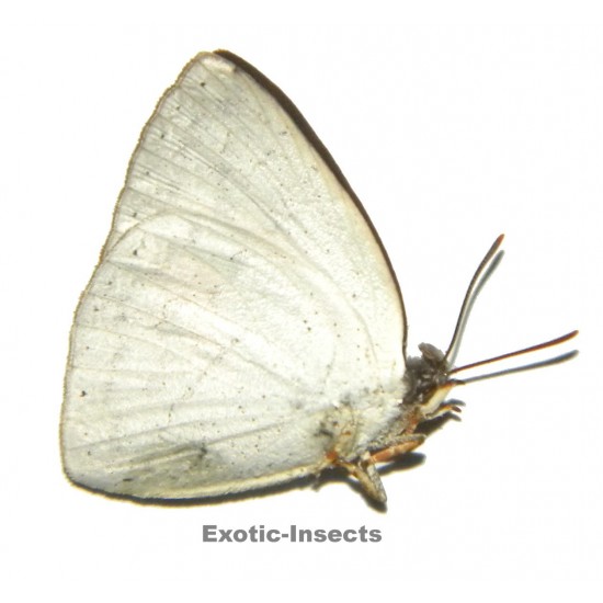 Curetis sp.02