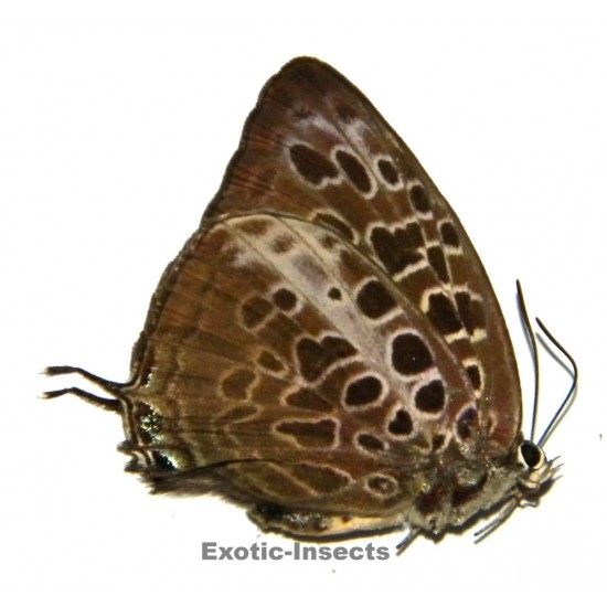 Arhopala anarte auzea