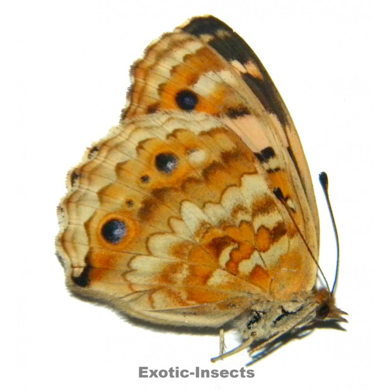 Junonia orithya minagara