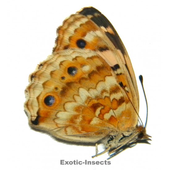 Junonia orithya minagara