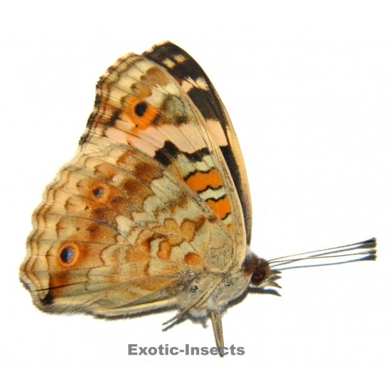 Junonia orithya minagara
