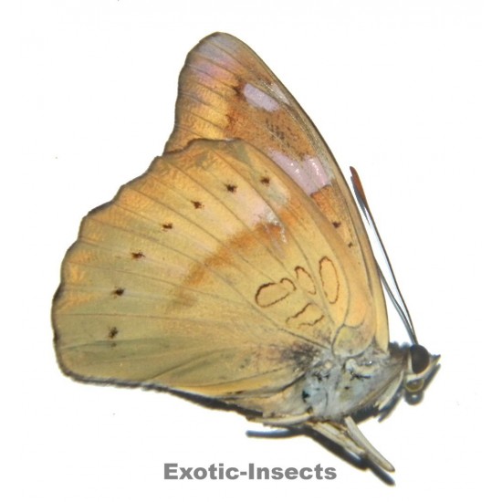 Euthalia alpheda alpheda