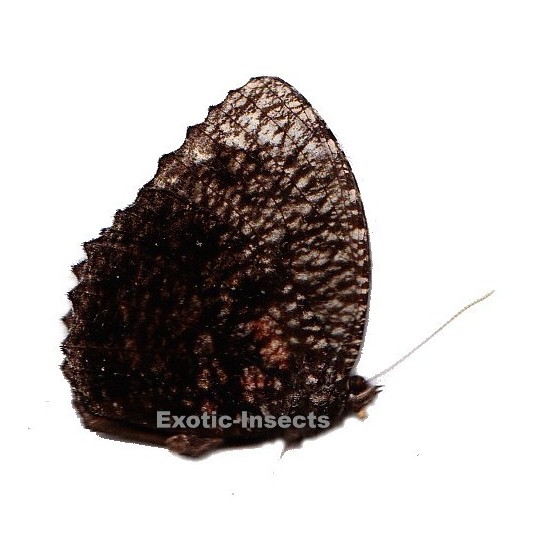 Elymnias esaca maheswara