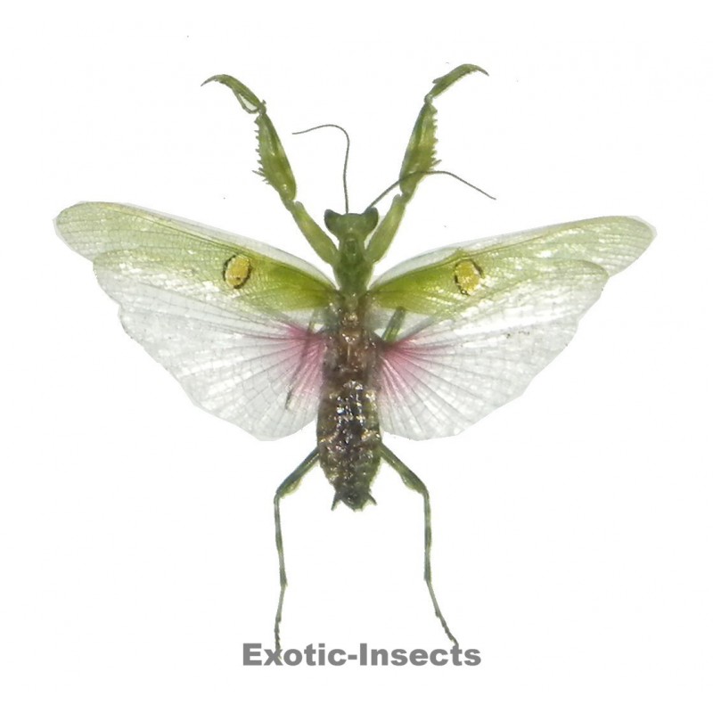 Creobroter gemmatus