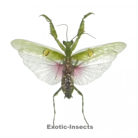 Creobroter gemmatus