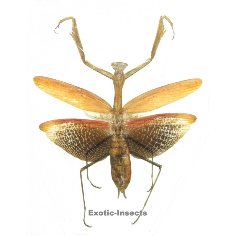 Statilia nemoralis ORANGE FORM