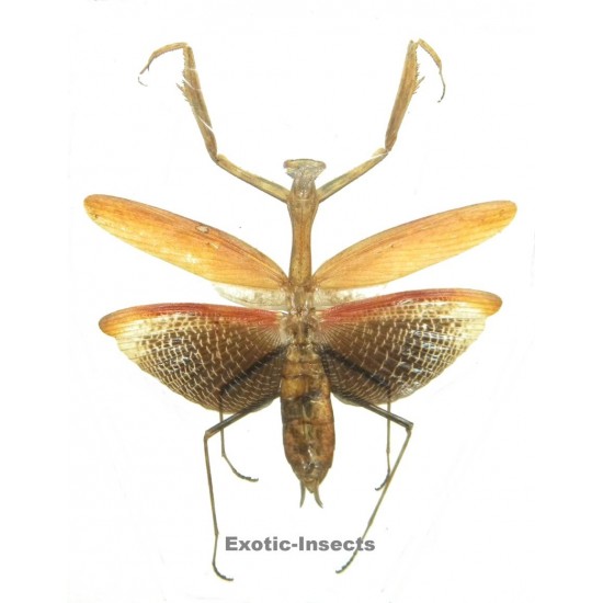 Statilia nemoralis ORANGE FORM