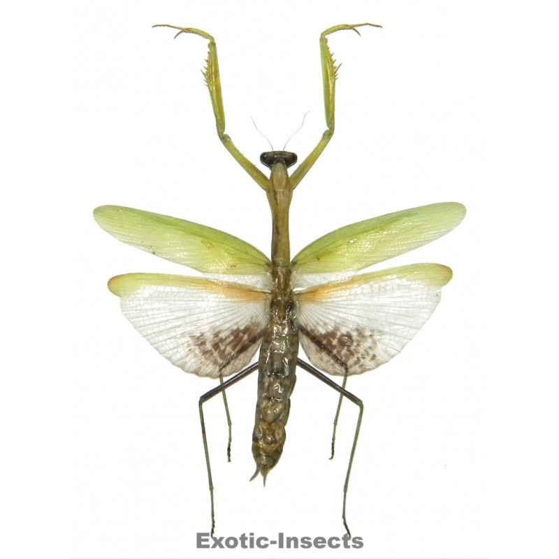 Statilia nemoralis GREEN FORM