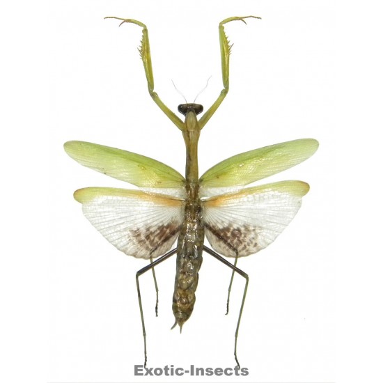 Statilia nemoralis GREEN FORM