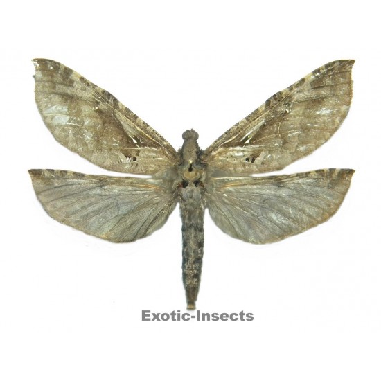 Endoclita aikasama
