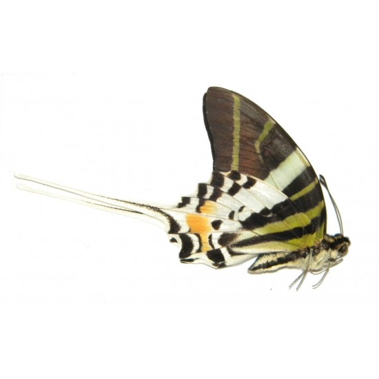 Pathysa androcles clemenes