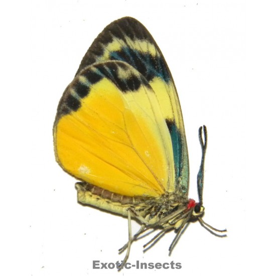 Chalcosia phalaenaria phalaenaria