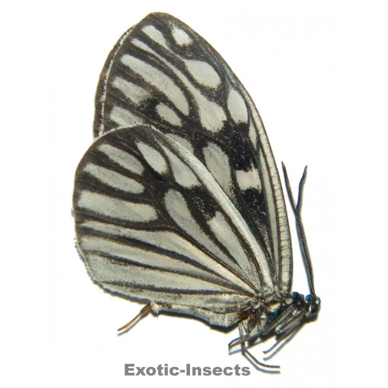 Cyclosia pieridoides pieridoides