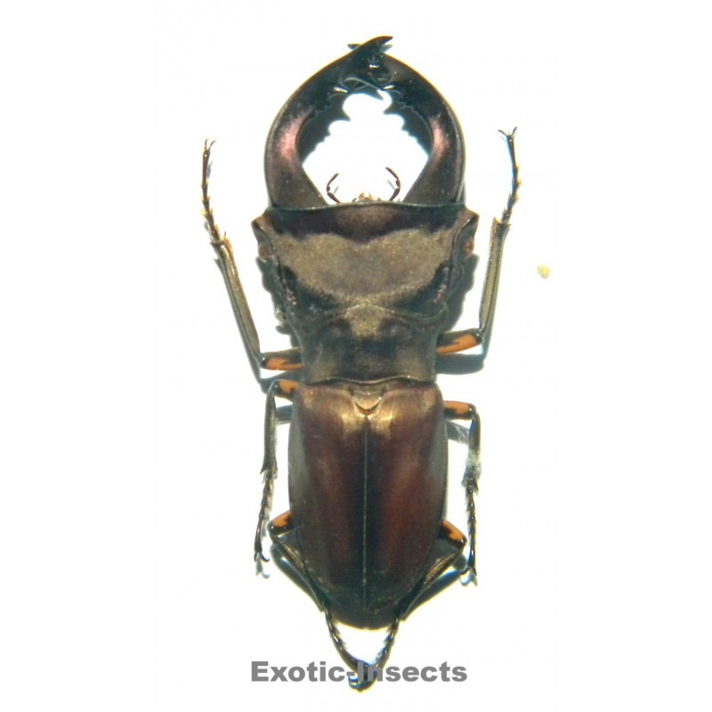 Cyclommatus weinreichi (40-42mm)