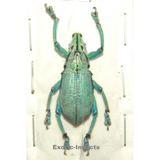 Eupholus prasinus  VARIATION 01