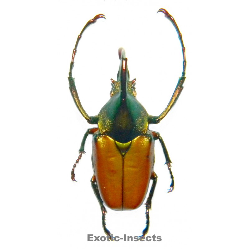 Theodosia magnifica bawangensis  (38-39mm)