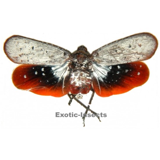 Aphaena murei