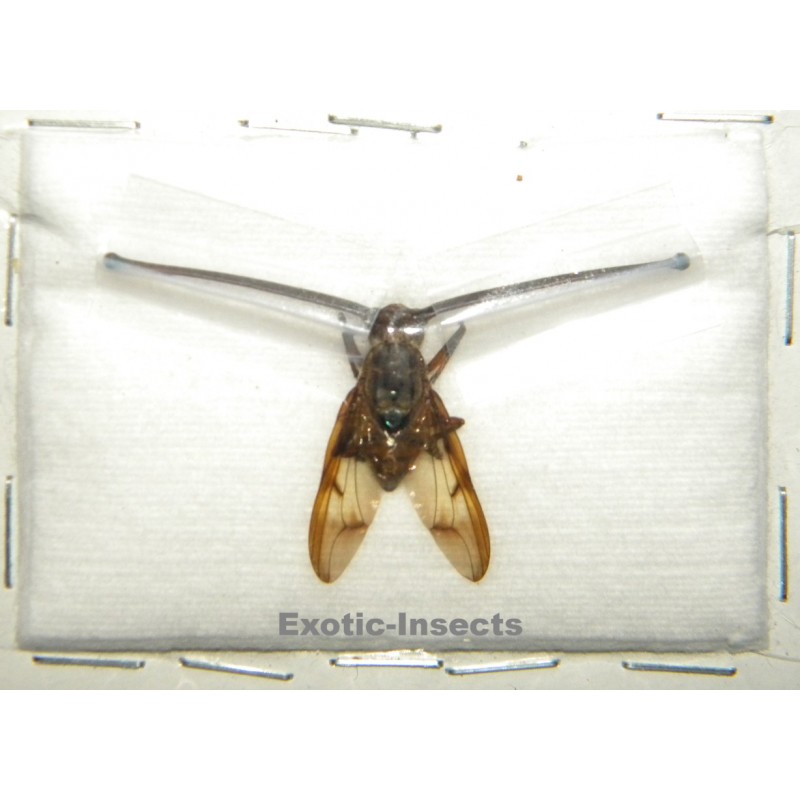 Achias rothschildi SPECIMEN 12 (eyestalk size: 47mm)